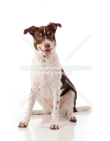 brown and white Cross bred Dog