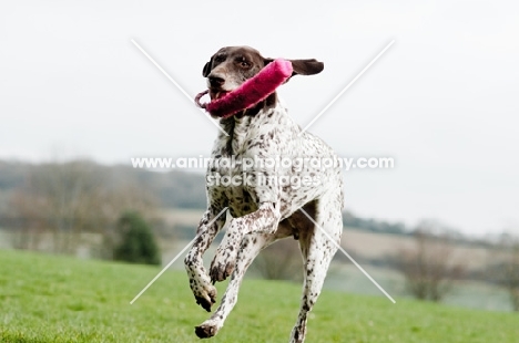 German Shorthaired Pointer playing