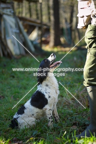 english springer spaniels waiting for instructions from owner