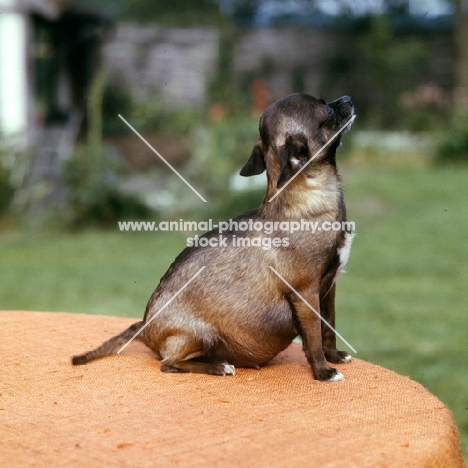 pregnant chihuahua sitting on a table