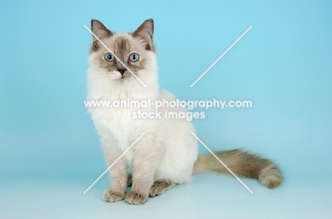 blue cream tortie ragdoll cat