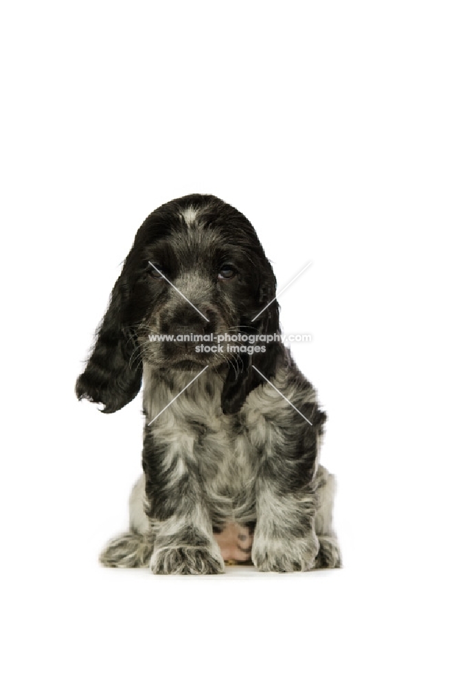 english cocker spaniel puppy sitting isolated on a white background