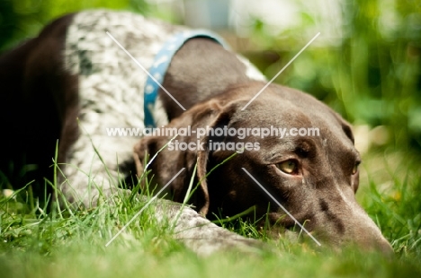 tired German Shorthaired Pointer (GSP)