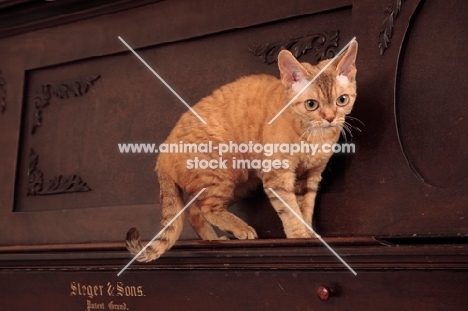 Devon Rex walking on the ridge of a piano