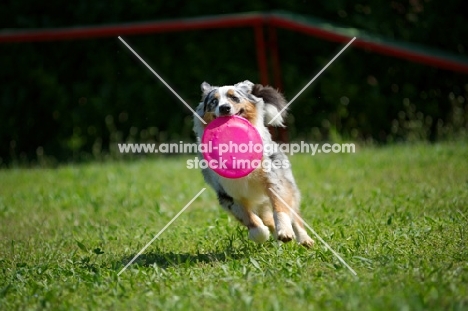 Blue merle australian shepherd fetching frisbee