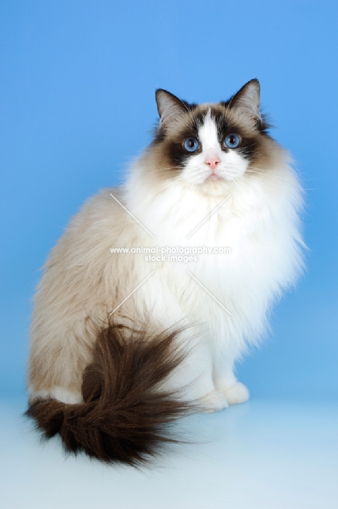 seal bi-coloured ragdoll cat, sitting down