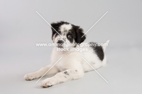 Mixed breed puppy in studio.