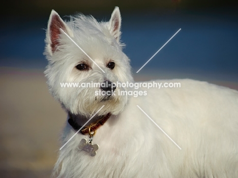 West Highland White Terrier