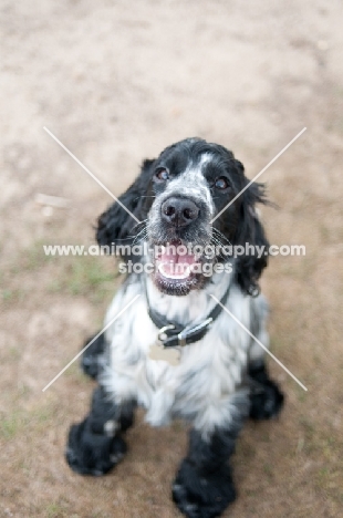 8 month old blue roan Cocker Spaniel