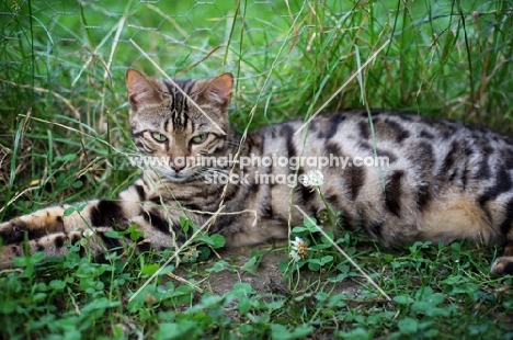 pregnant bengal cat resting in the grass