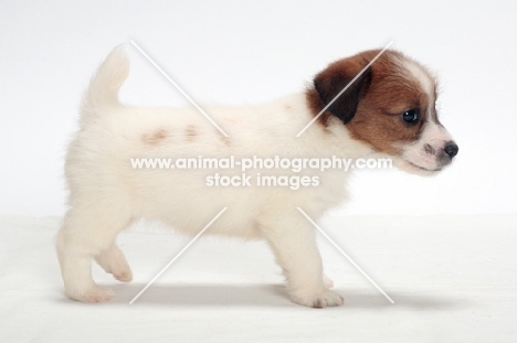 rough coated Jack Russell puppy, side view