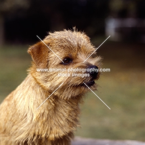 nanfan candystrip, enorfolk terrier head study