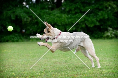 shepherd mix chasing ball with paws outstretched