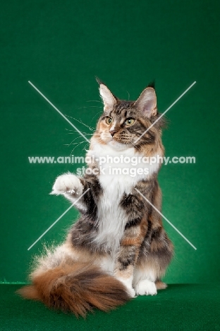 Maine Coon cat standing on green background