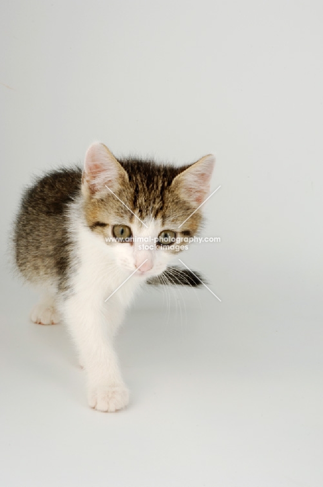 tabby and white kitten walking