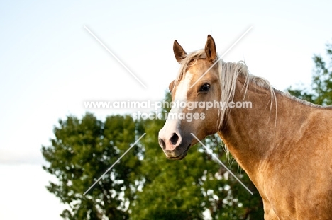 Palomino Quarter horse portrait