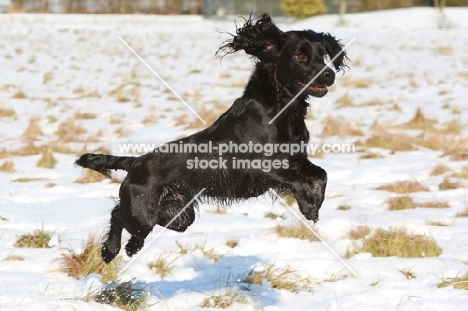 black English Cocker Spaniel jumping in snow