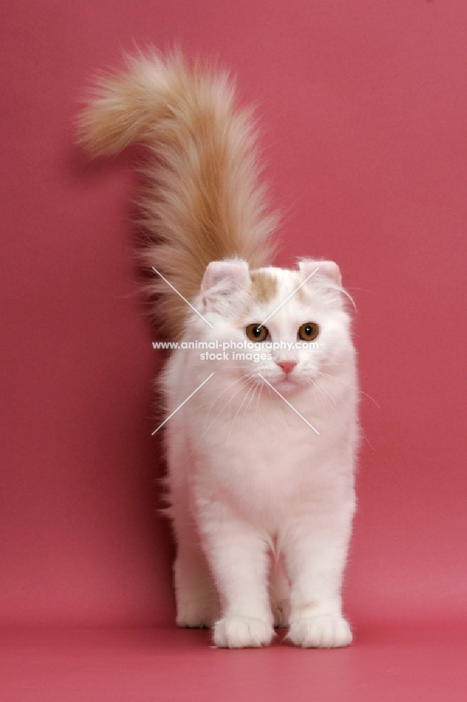 Cream Silver Mackerel Tabby & White, American Curl Longhair, tail up