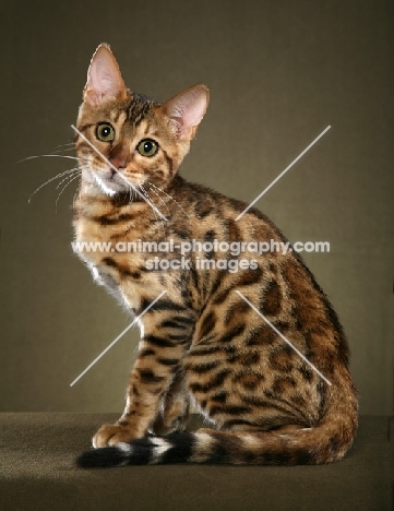 Bengal sitting in studio