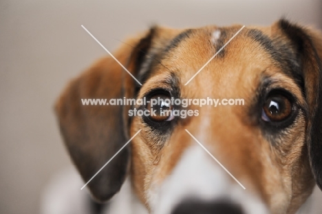 Close-up of Beagle Mix's eyes.