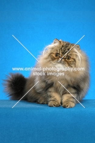 young Persian on bright blue background