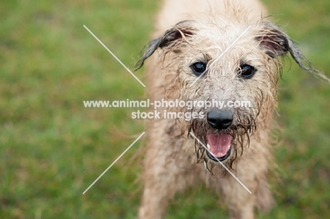 Bedlington x Whippet