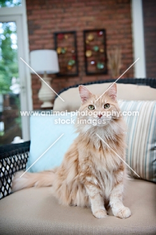 orange tabby sitting on chair