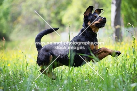 dobermann cross jumping in a field 