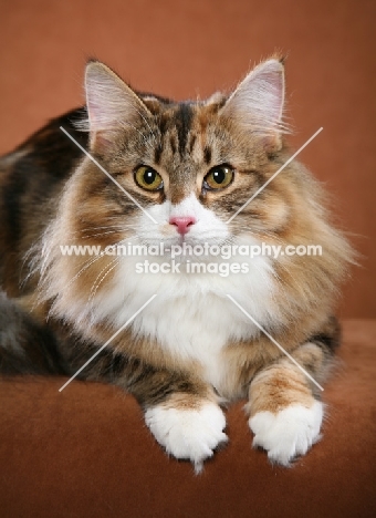 Norwegian Forest Cat looking into camera