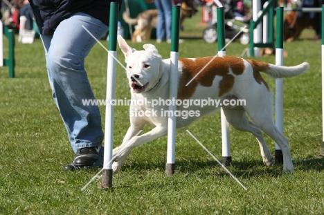 Crossbreed at trials