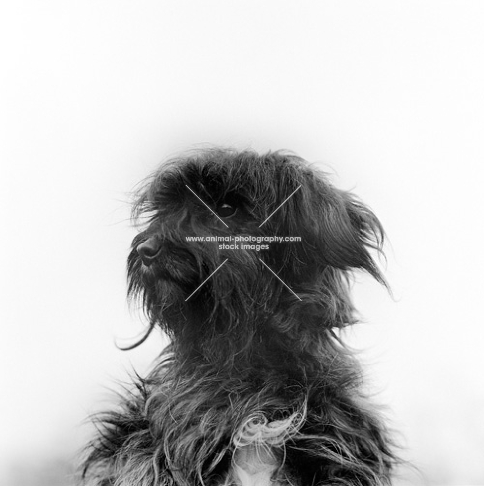 tibetan terrier, portrait