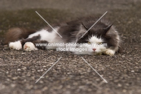 black and white cat lying on road