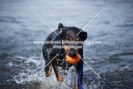 black and tan mongrel dog retrieving toy from water