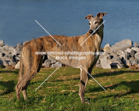 Greyhound side view