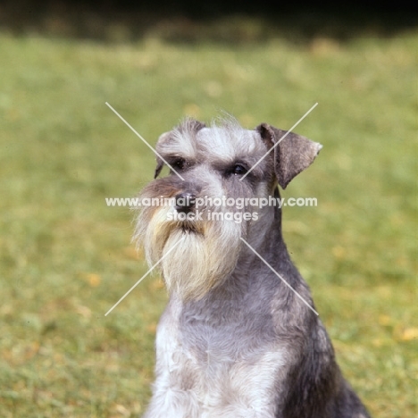 miniature schnauzer in the wind