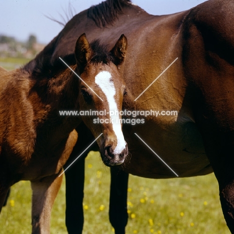 thoroughbred foal