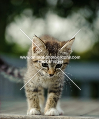 tabby kitten, front view