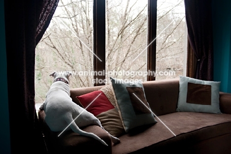 white pit bull boxer mix on couch gazing out window