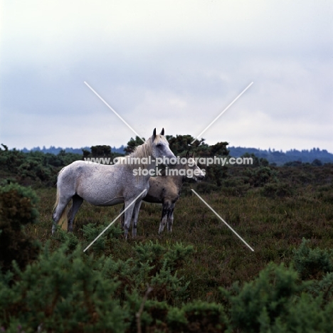 new forest mare and foal in the 