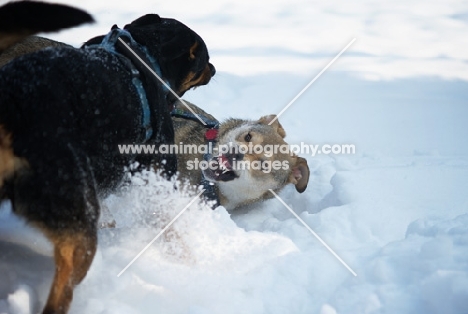 czechoslovakian wolfdog cross growling at dobermann cross while playing fight in the snow