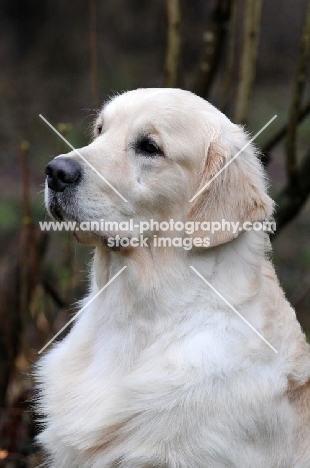 Golden Retriever portrait