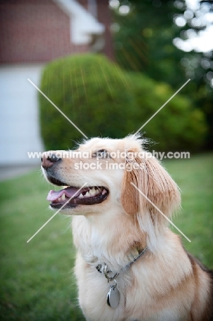 profile of corgi mix looking up into sunlight