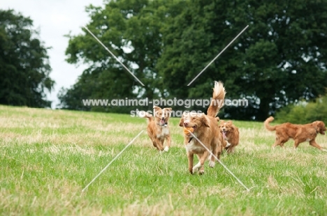 Nova Scotia Duck Tolling Retrievers running in field