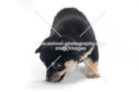 black and tan coloured Shiba Inu puppy, looking down