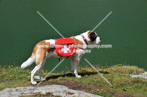 rescue Saint Bernard