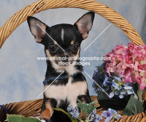 Chihuahua in basket