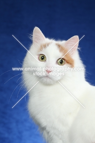 Turkish Van head study on blue background