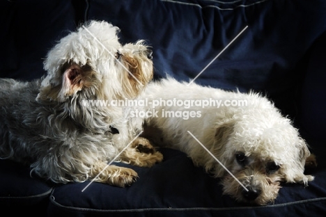 two Dandie Dinmonts lying on a couch