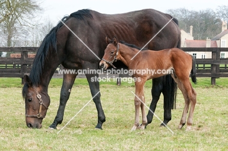 two thoroughbreds in green field