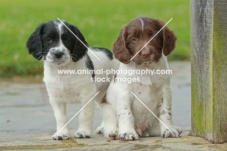 English Springer Spaniel puppies